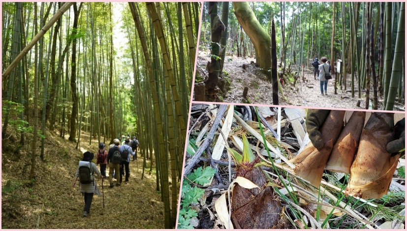 竹の子掘りと焼き竹の子体験