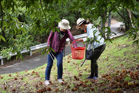 野間観光栗園