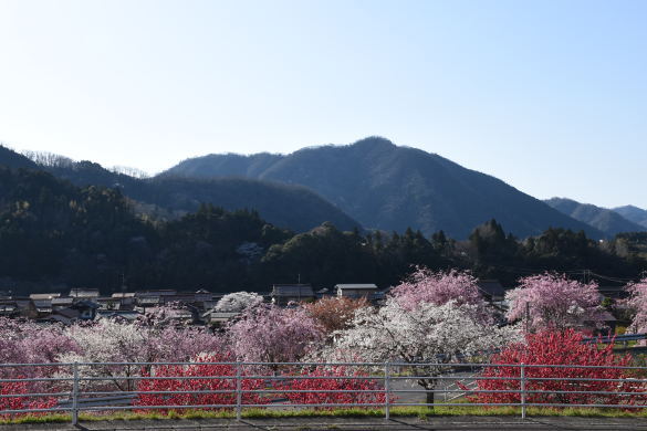 妙用寺-2