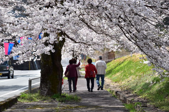 潮桜-2