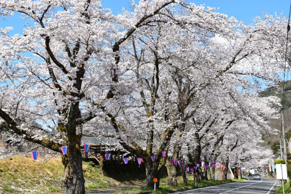 潮桜-3