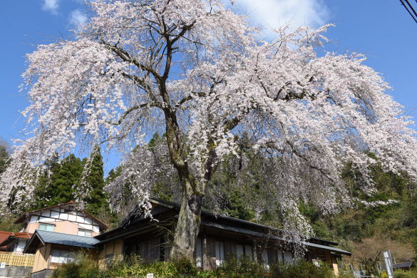 前川桜-1