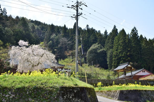 西連寺桜＆菜の花