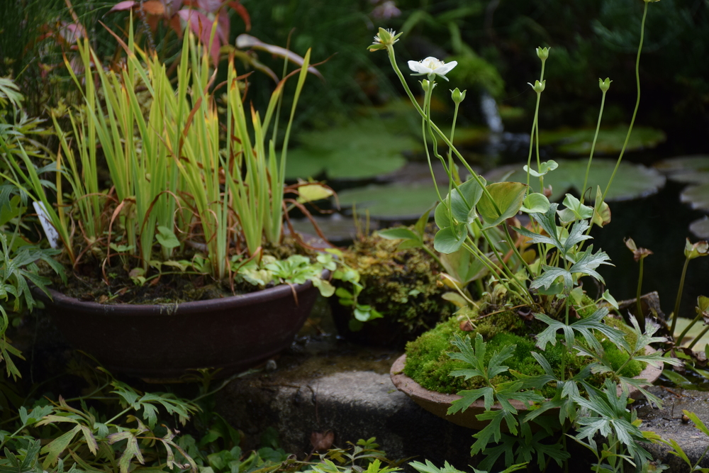 寄せ植え-1