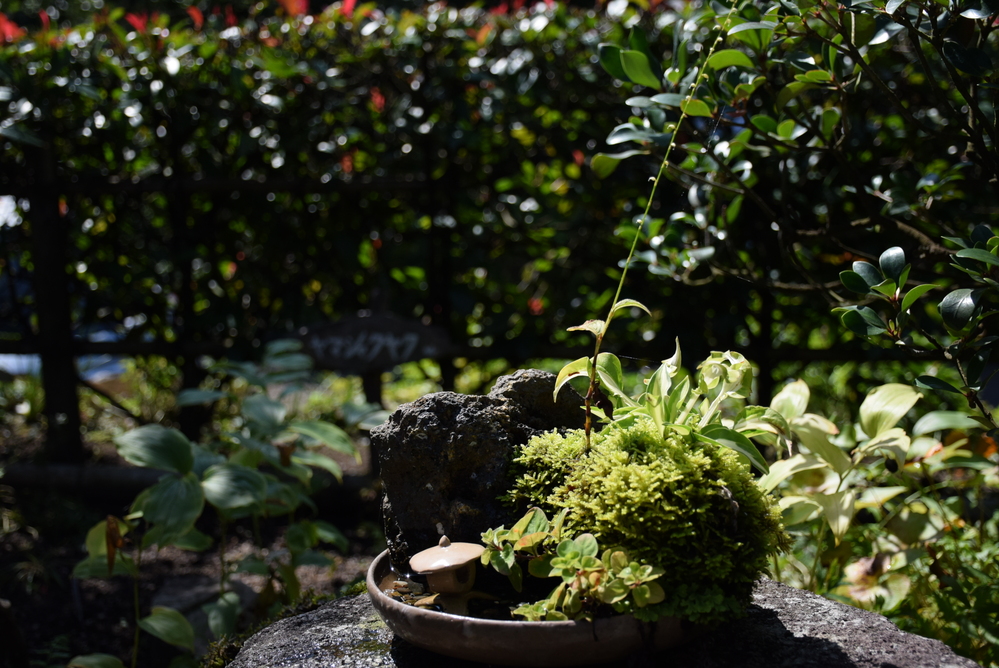 寄せ植え-4