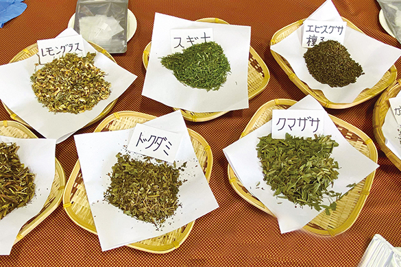 薬草-1