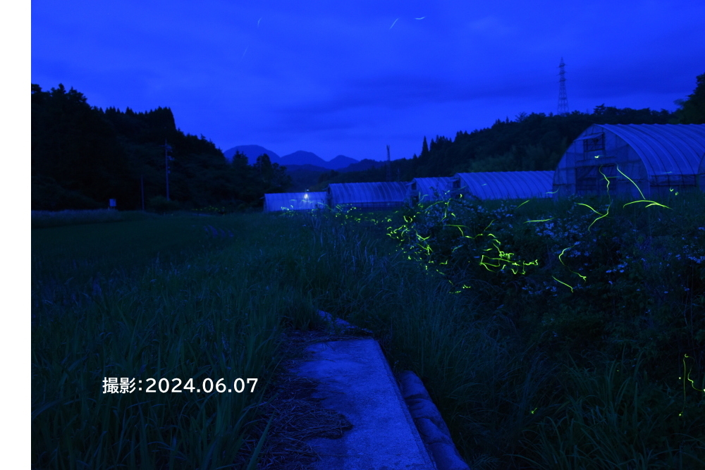 ほたる-1