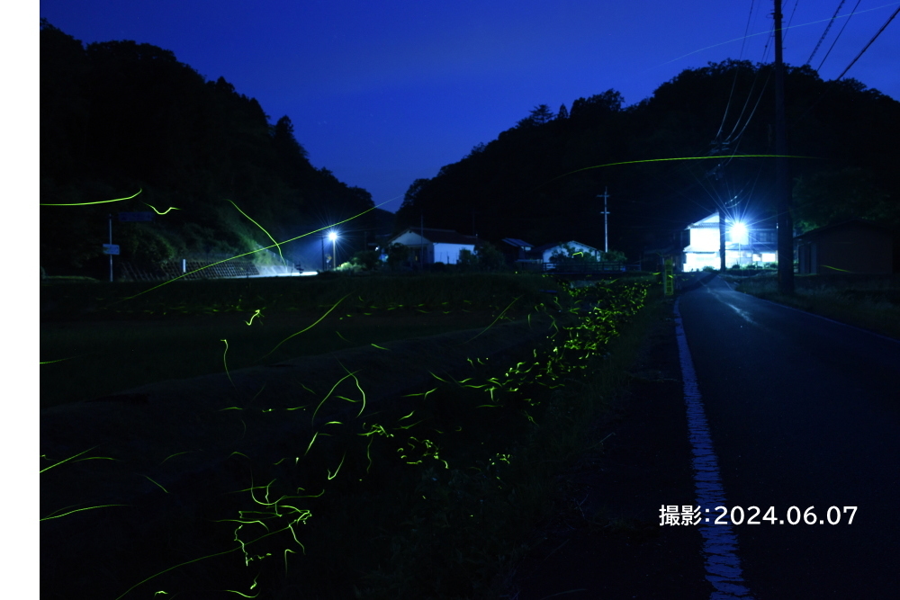 ほたる-2