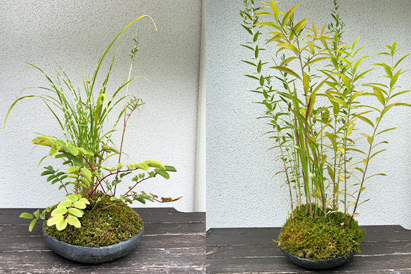寄せ植え-1