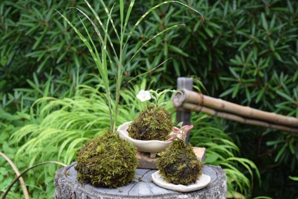 苔玉-5