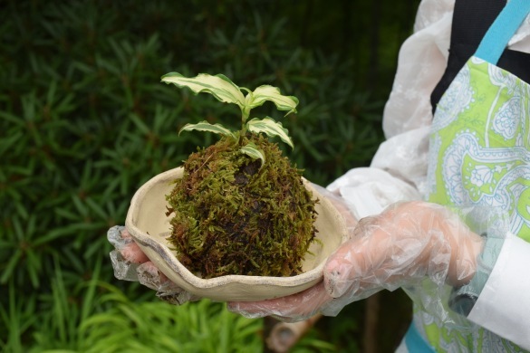 苔玉-4