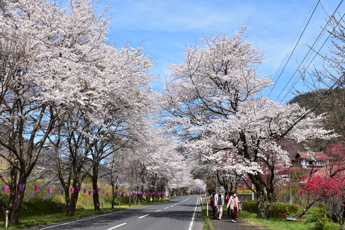 うしお桜