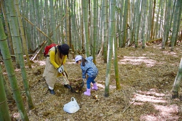 竹の子掘り